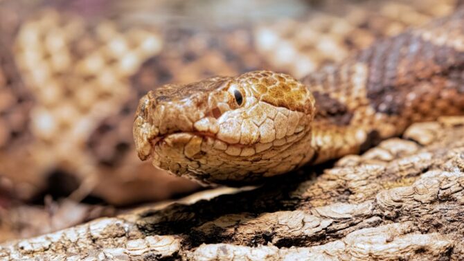 Venomous Snakes In Florida (Poisonous and Deadly Species)