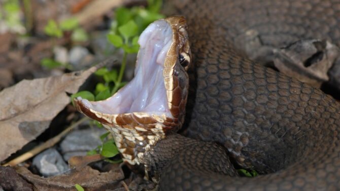Venomous Snakes In Illinois (Poisonous & Deadly Species)