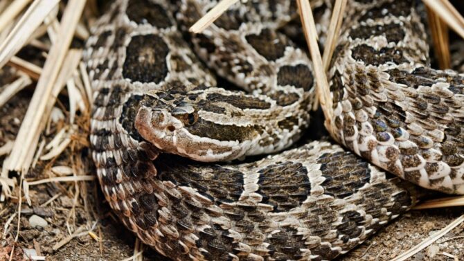 Venomous Snakes In Michigan - Poisonous and Deadly Species