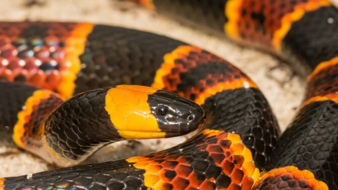 Venomous Snakes In North Carolina - Poisonous & Deadly Species