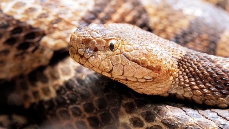 venomous-snakes-in-ohio-3-poisonous-deadly-species