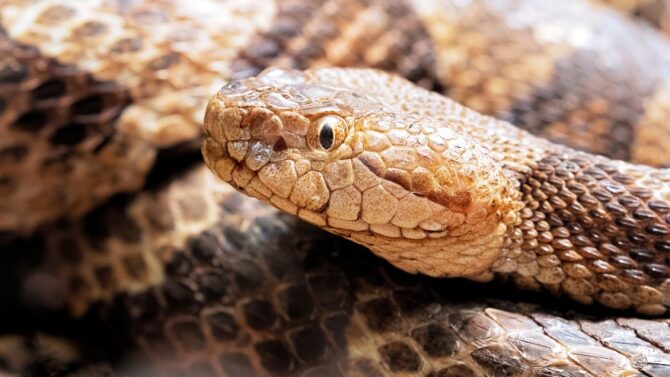Venomous Snakes In Ohio (Poisonous & Deadly Species)