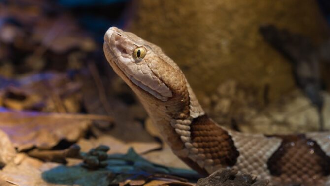 Venomous Snakes In South Carolina - Poisonous & Deadly Species