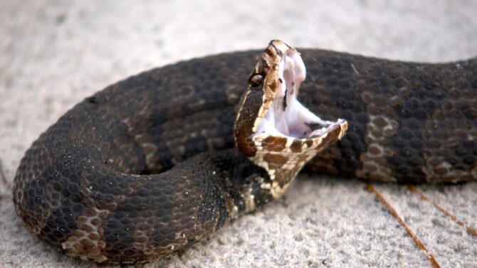 Venomous Snakes in Kentucky (4 Poisonous & Deadly Species)