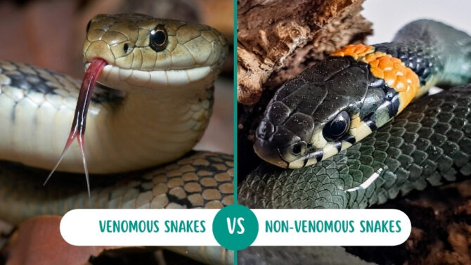 Venomous vs Non-Venomous Snakes - What Are The Differences