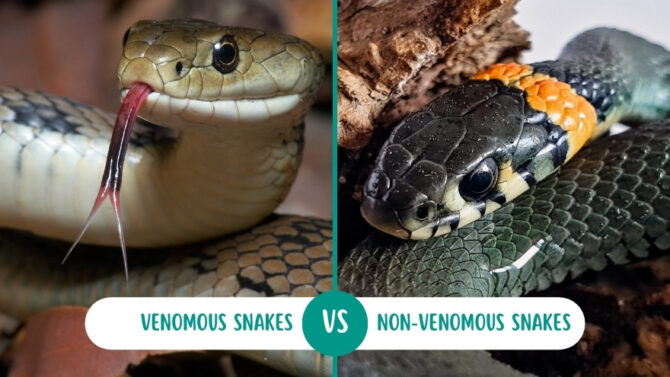 Venomous vs Non-Venomous Snakes: 6 Glaring Differences