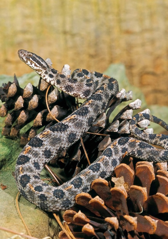 Western Pygmy Rattlesnakes (Sistrurus miliarius Streckeri)