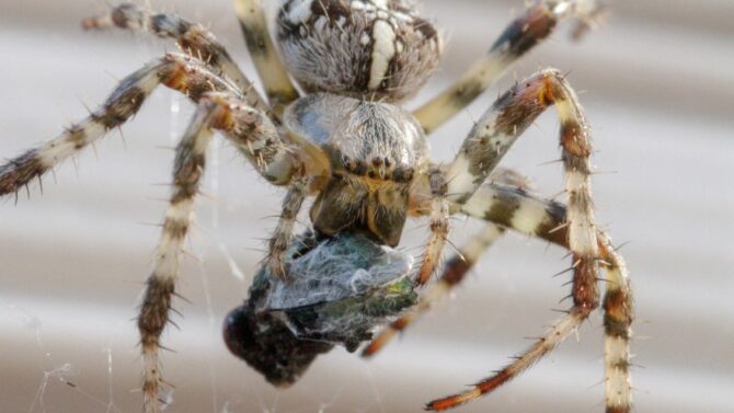 What Do Spiders Eat Spider Diet & Food Chain Explained
