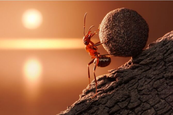 Ants (Formicidae)
