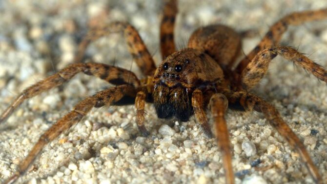 Are Wolf Spiders Poisonous Or Dangerous To Have Around