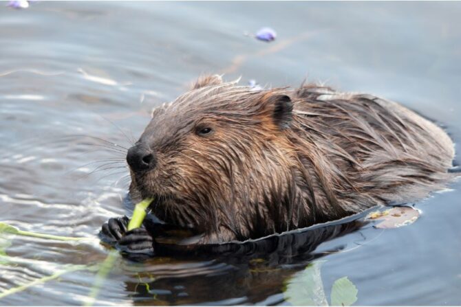 Beavers (Castor)