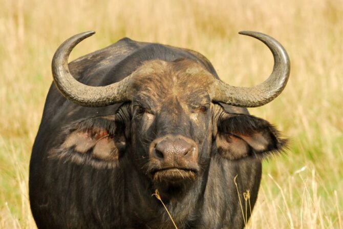 Buffalo (Anoa)