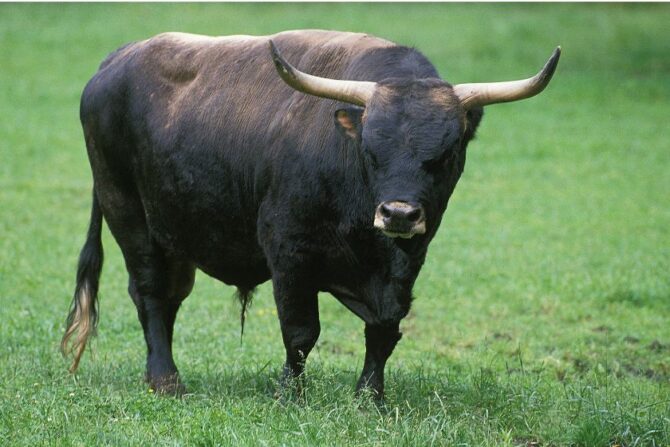Bull (Bos Taurus)