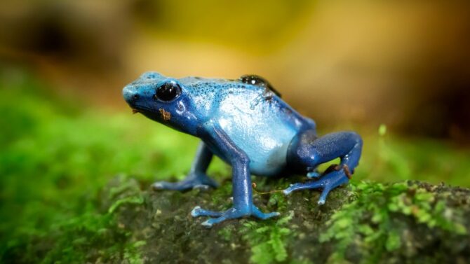 Do Frogs Poop (Facts You Should Know)