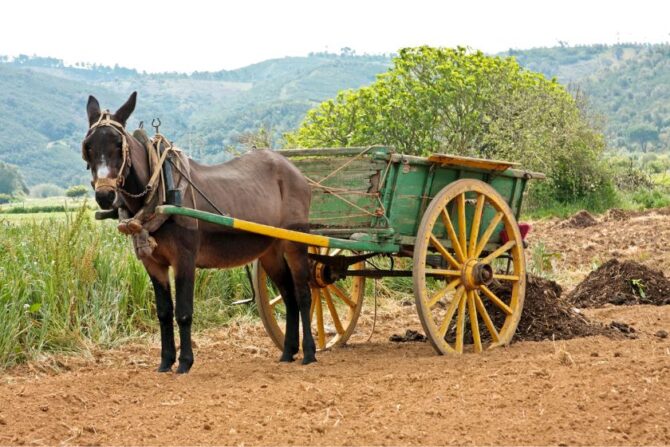 Donkeys (Equus asinus)