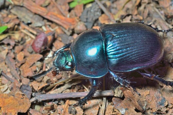 Dung Beetle (Scarabaeinae)