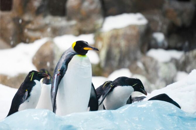 Emperor Penguin (Aptenodytes forsteri)