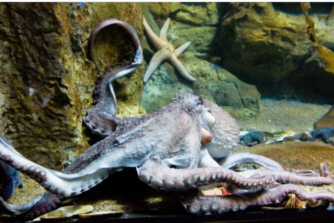 Giant Pacific Octopus (Enteroctopus dofleini)