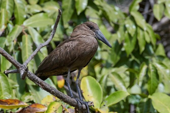 Hamerkop (Scopus Umbretta)