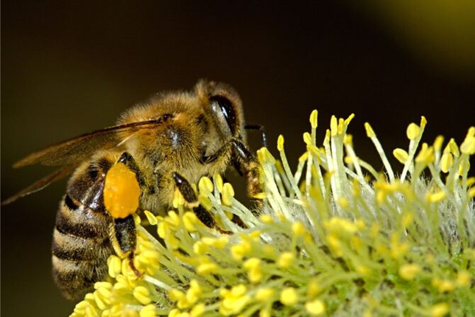 Honey Bees (Apis)