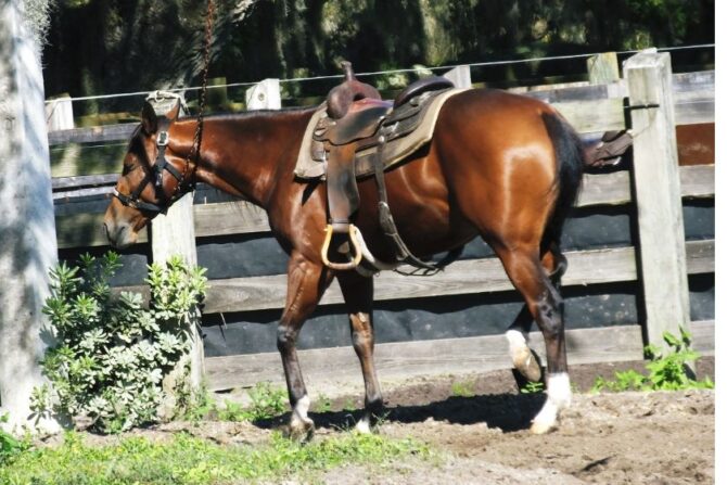 Horses (Equus caballus)