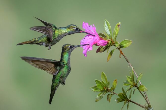 Hummingbird (Trochilidae)