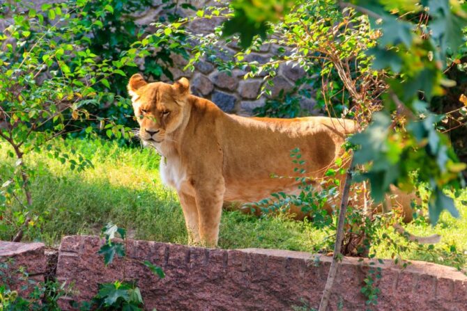 Lioness (Panthera Leo)