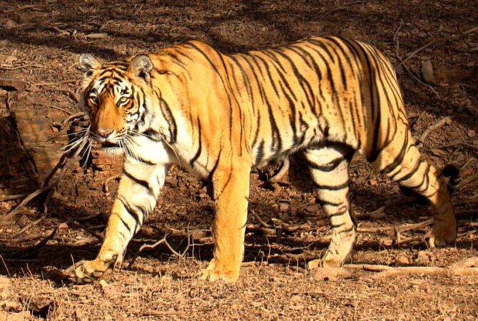 Panthera tigris