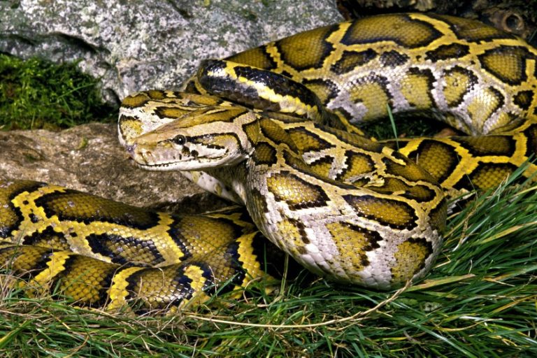 Lazy Python Snake 20 Lazy Animals In The World