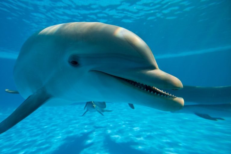 What Do Dolphins Eat? A Closer Look At Dolphin Diet & Food Chain