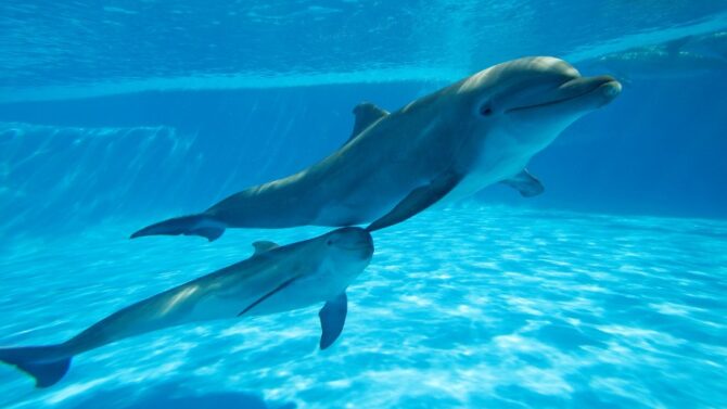 What Do Dolphins Eat A Closer Look At Dolphin Diet & Food Chain