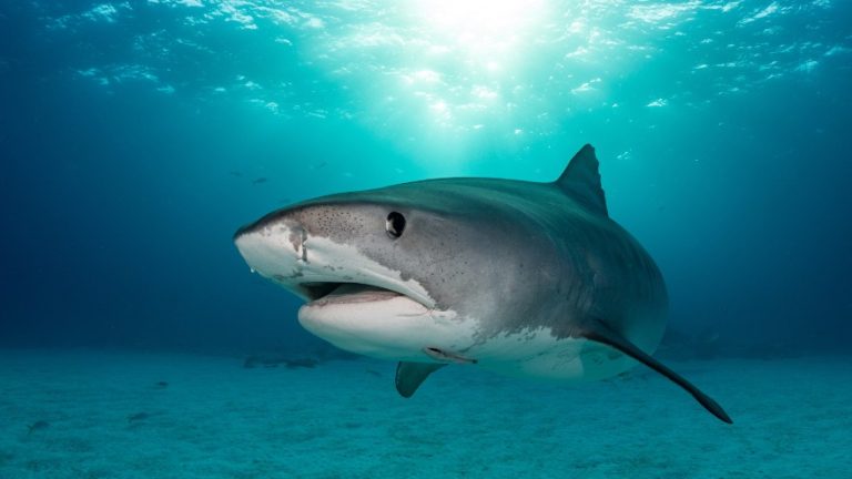 What Do Sharks Eat? A Closer Look At Shark Diet & Food Chain