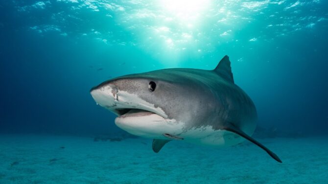What Do Sharks Eat A Closer Look At Shark Diet & Food Chain
