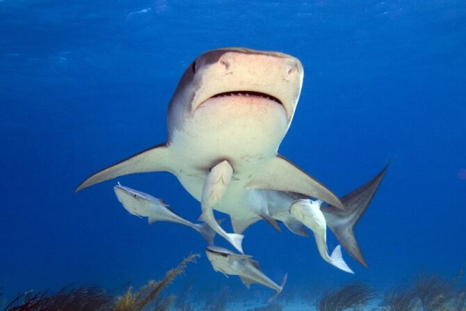What Do Sharks Eat