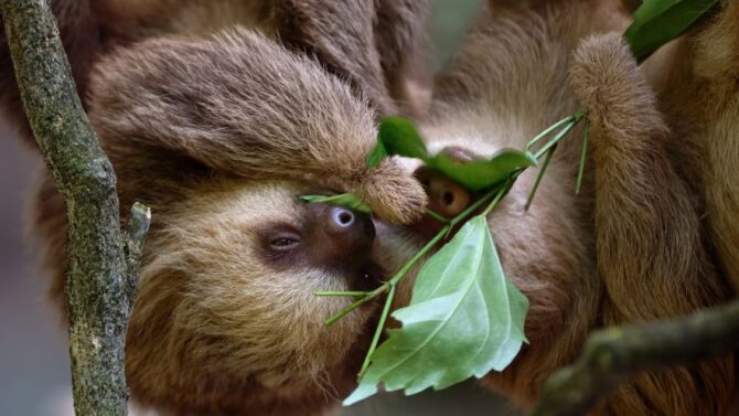 What Do Sloths Eat? A Look at Sloth Eating Habits and Diet