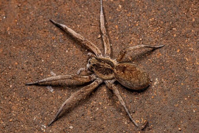 What Do Wolf Spiders Look Like