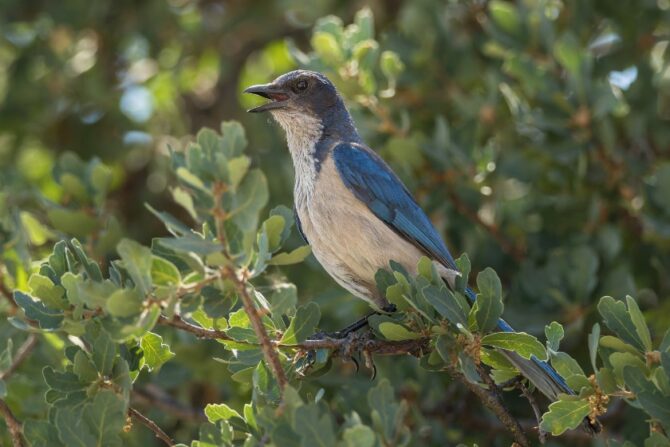 A California scrub jay perched on a leafy tree branch.