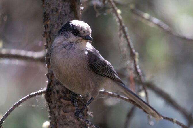 A Canada jay perched on the bark of a tree.