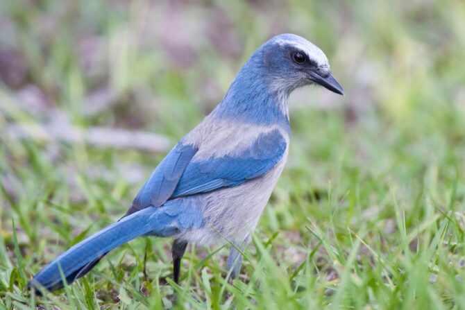 A Florida scrub jay standing on grass.