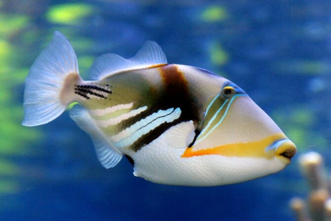 A Hawaiian reef triggerfish swimming