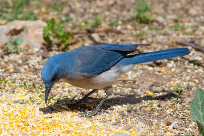 A Mexican jay eating on the ground.
