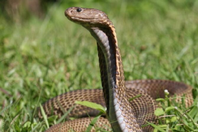 A Philippine cobra on the grass.
