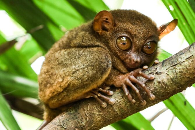 A Philippine tarsier on a tree branch.