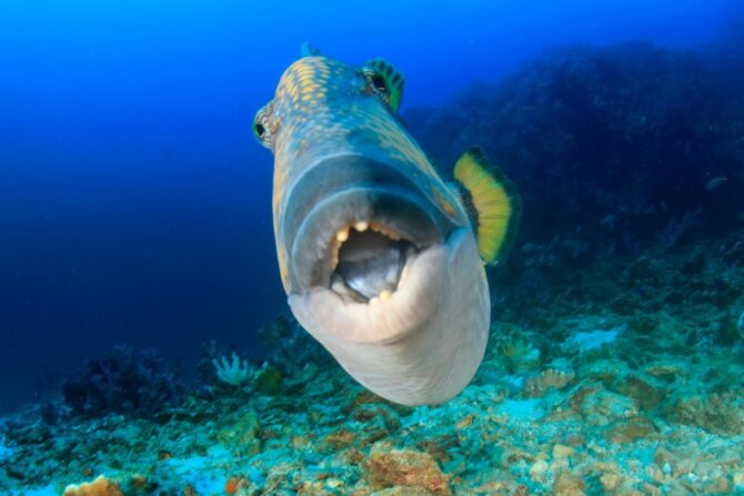 A Titan triggerfish swimming in the ocean.