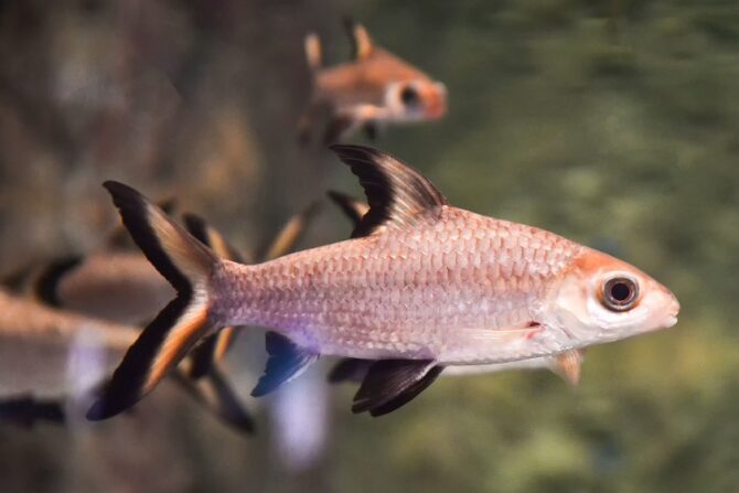 A bala shark swimming in a fish tank.