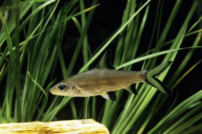 A bala shark swimming past plants in an aquarium.