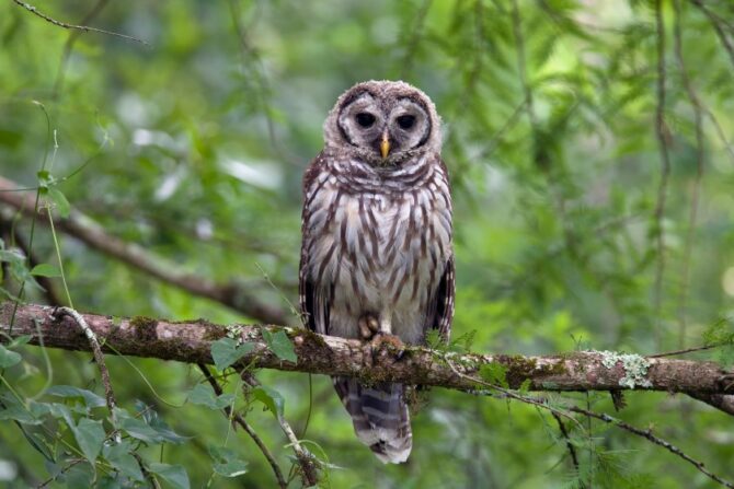 A barred owl perched on a tree branch