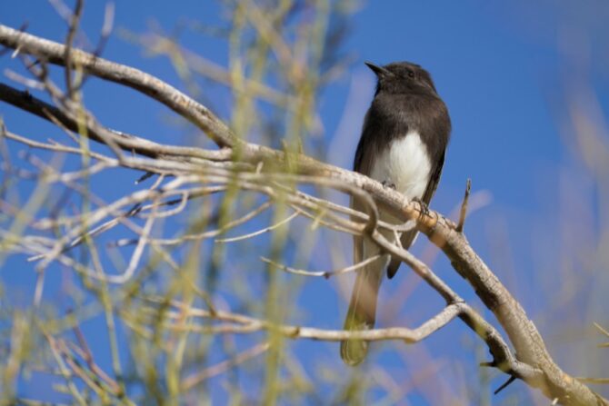 A black phoebe perched on a tree branch.