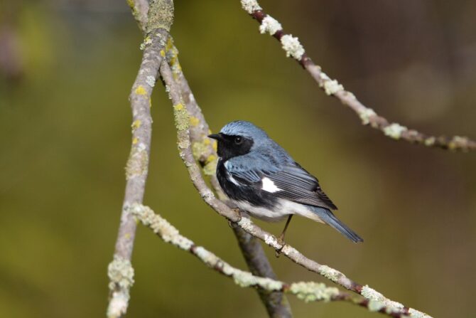 A black-throated blue warbler perched on a tree branch.