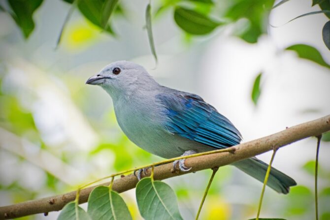 A blue-gray tanager perched on a tree branch.